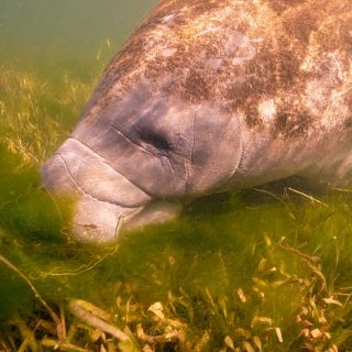Manatee