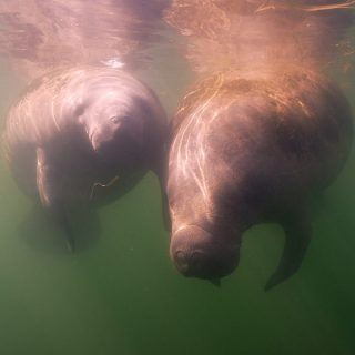 Manatees
