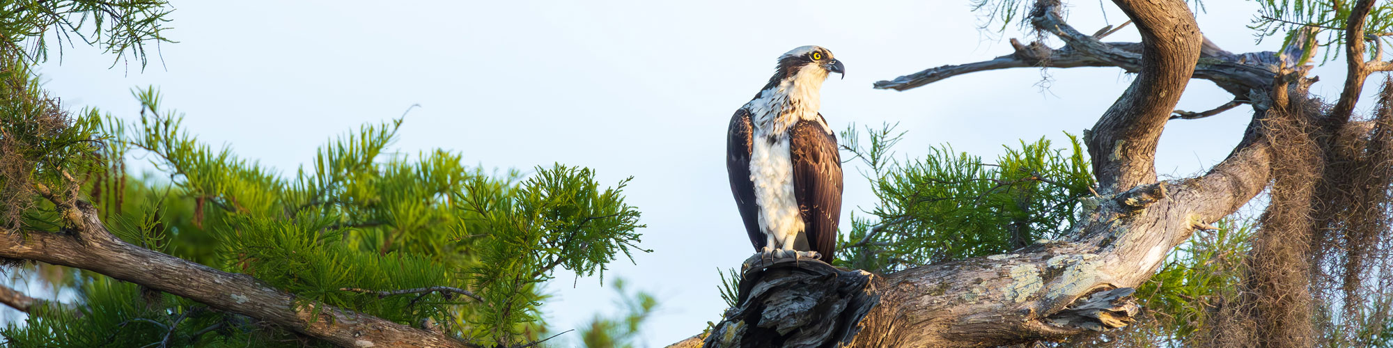 Osprey On Branch